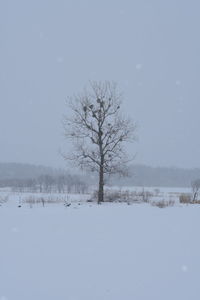 Bare tree on snow covered field against sky