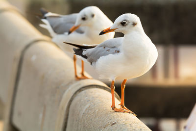 Close-up of seagull perching outdoors