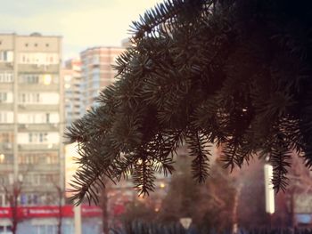 Silhouette trees against buildings in city