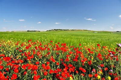 Scenic view of red poppy field against sky