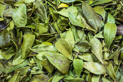 Full frame shot of green leaves