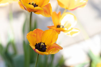 Close-up of yellow flowering plant