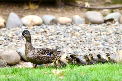 Ducks on a field