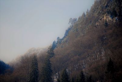 Low angle view of trees against sky