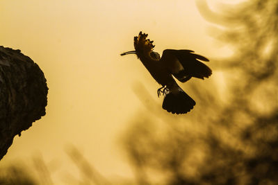 Low angle view of silhouette birds flying against sky