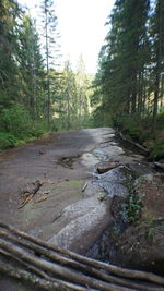 Dirt road amidst trees in forest against sky