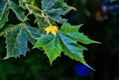 Close-up of maple leaves on plant