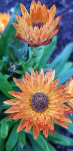 Close-up of orange flower