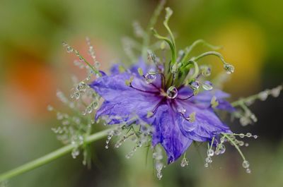 Close-up of wet purple flowering plant