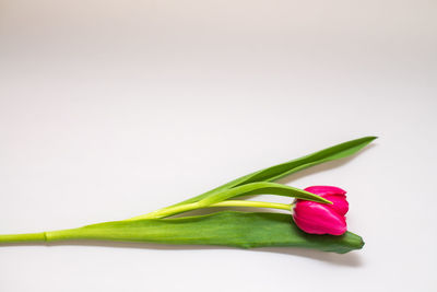 Close-up of flower over white background