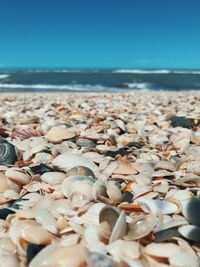 Surface level of shells on beach against sky