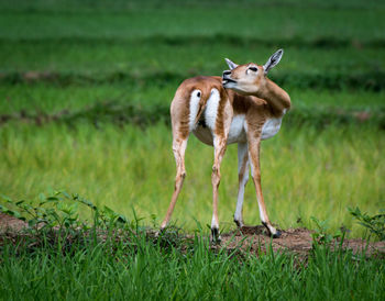 Deer standing on grass