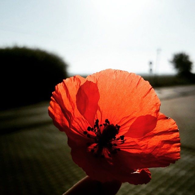 flower, petal, fragility, focus on foreground, flower head, red, freshness, close-up, beauty in nature, single flower, nature, growth, blooming, pollen, stamen, orange color, outdoors, hibiscus, sky, plant