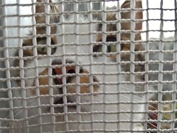 Close-up of a bird in cage