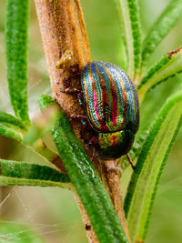 Close-up of insect on plant