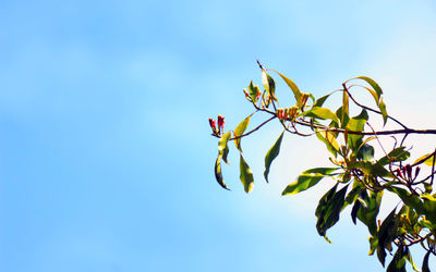 Low angle view of tree against blue sky