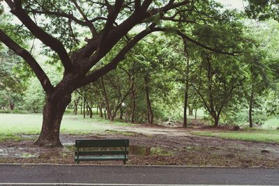 Bench by trees in park