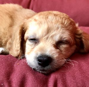 Close-up portrait of dog resting