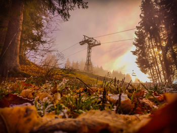 Surface level of trees on field against sky during autumn