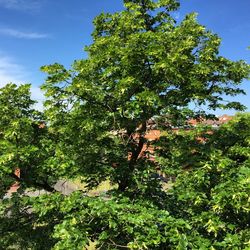 Low angle view of trees against blue sky