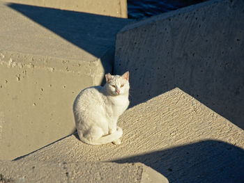 Portrait of cat sitting on concrete floor