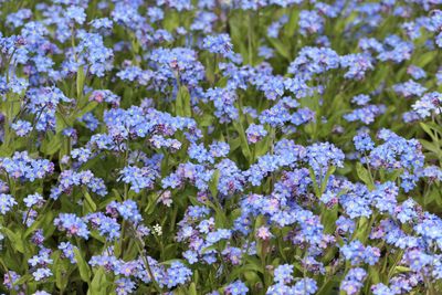 Close-up of purple flowering plants on field