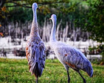 Close-up of sandhill cranes on field