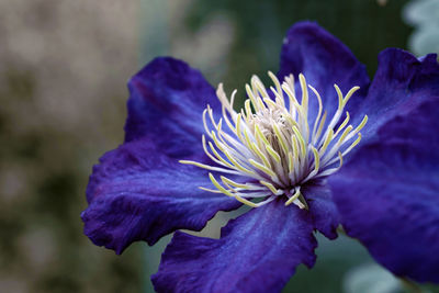 Close-up of purple iris flower