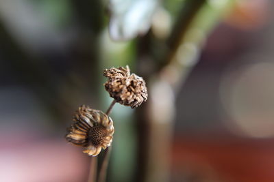 Close-up of wilted flower