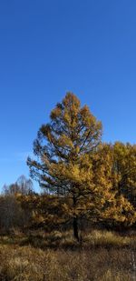 Tree on field against clear blue sky