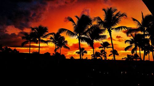 Silhouette of trees at sunset