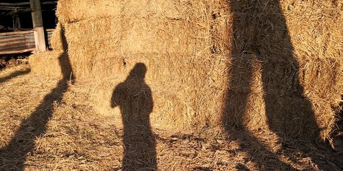 Shadow of man on tree trunk