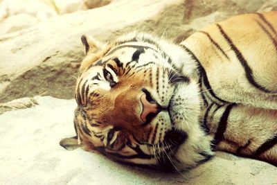 Close-up of tiger sleeping