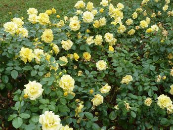 Close-up of yellow flowers blooming outdoors