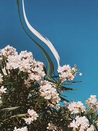 Close-up of white flowering plant against clear sky