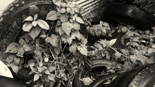 Close-up of plants