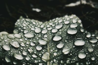 Close-up of raindrops on leaf