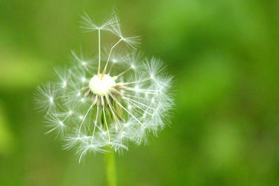 Close-up of dandelion on plant