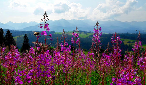 Pink flowering plants on land against sky