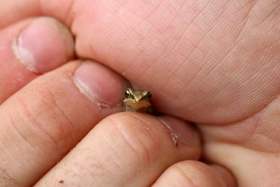 Close-up of hand holding small