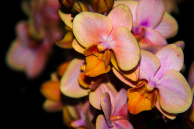 Close-up of flowers blooming