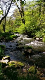 Scenic view of river in forest