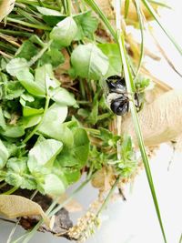 High angle view of insect on plant