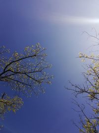 Low angle view of bare tree against clear blue sky