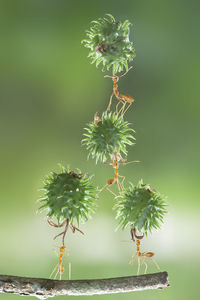 Close-up of plant