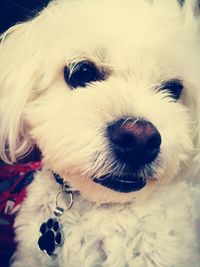 Close-up portrait of dog