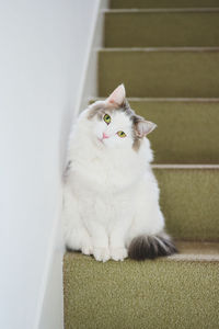 Portrait of white cat sitting on steps of a staircase