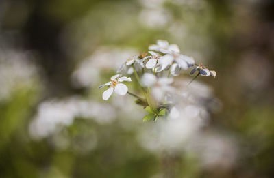 Close-up of insect on white flowering plant