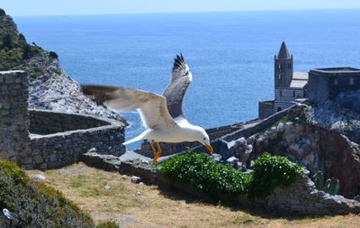 Seagulls flying over sea against sky