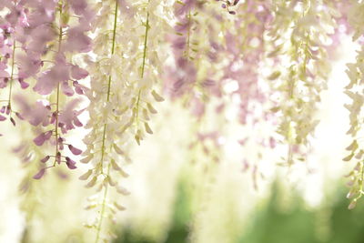 Close-up of cherry blossoms in spring